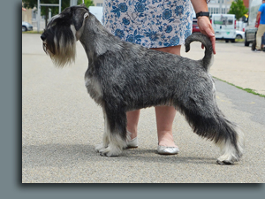 Oakwood shop standard schnauzers